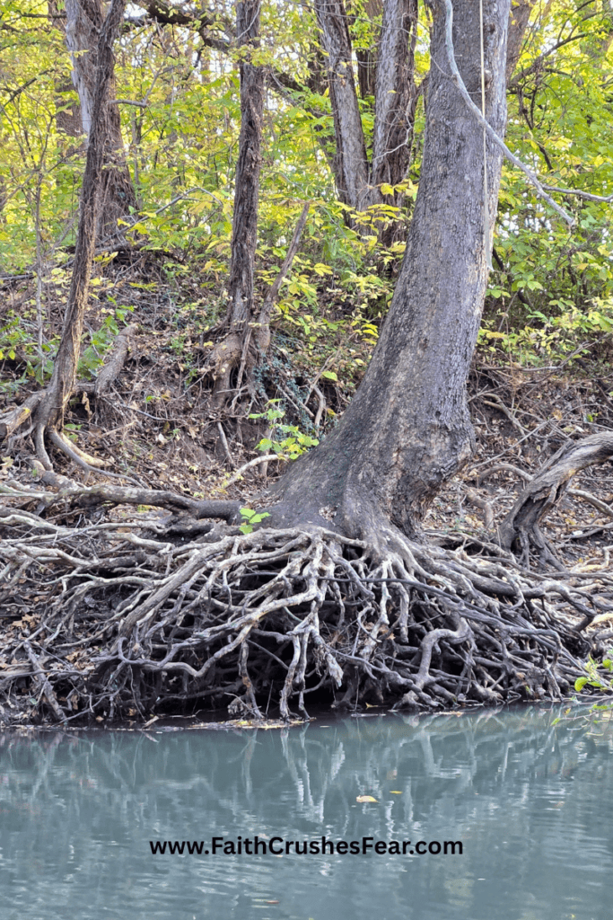 Rooted in Faith