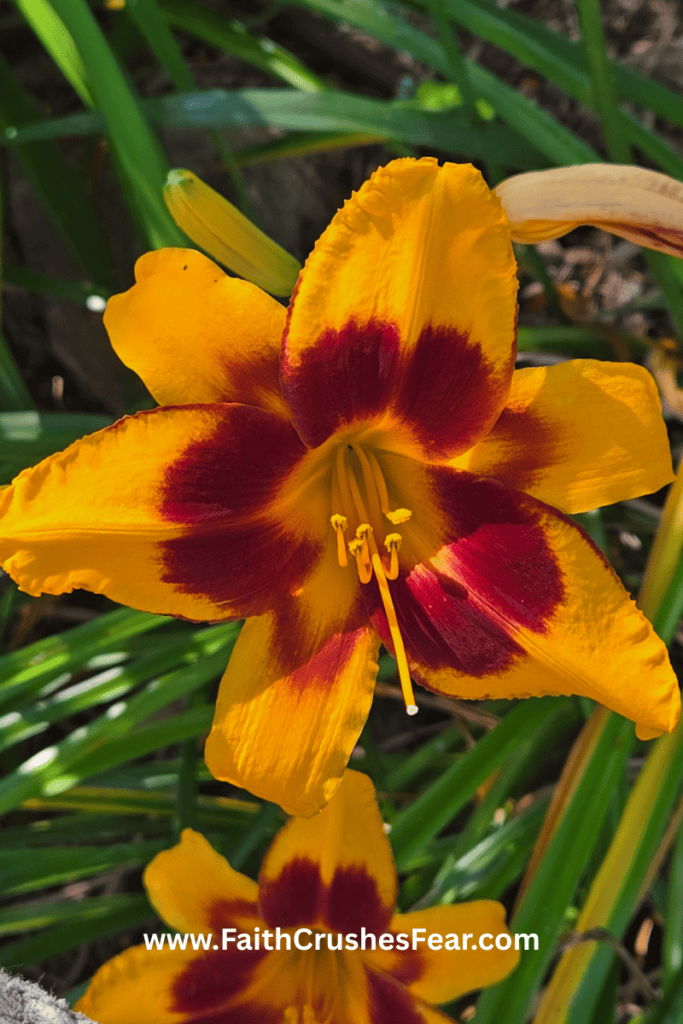Bible Verses About Flowers