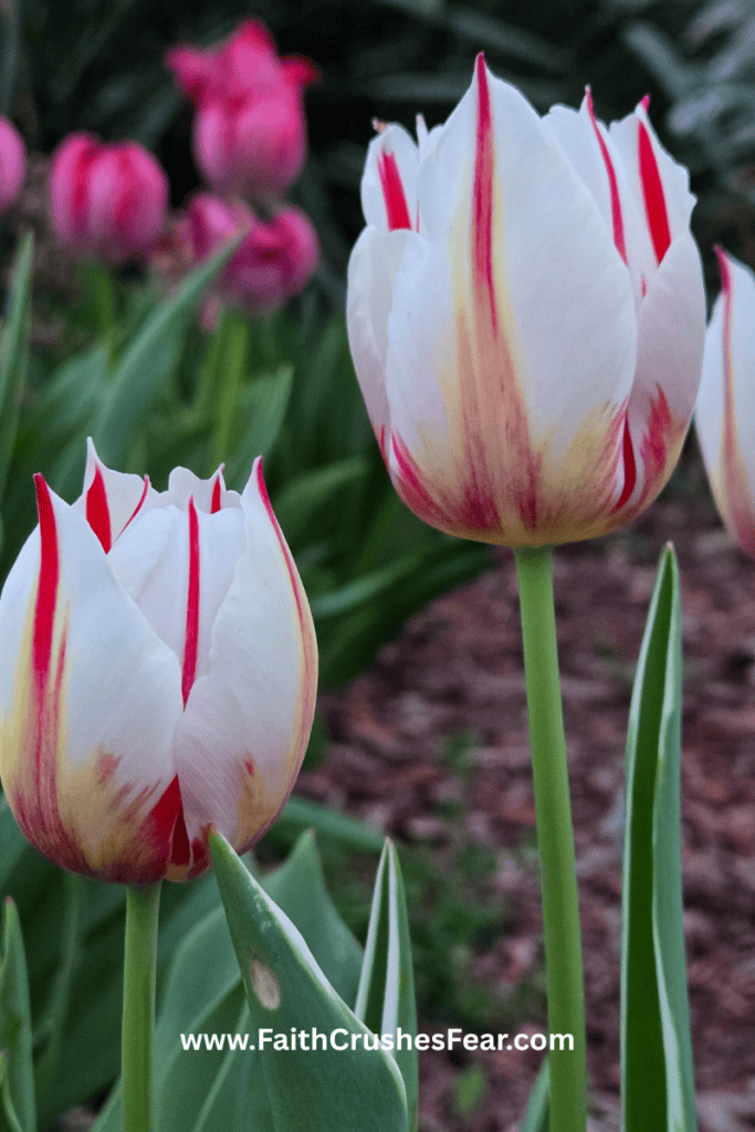 Bible Verses About Flowers