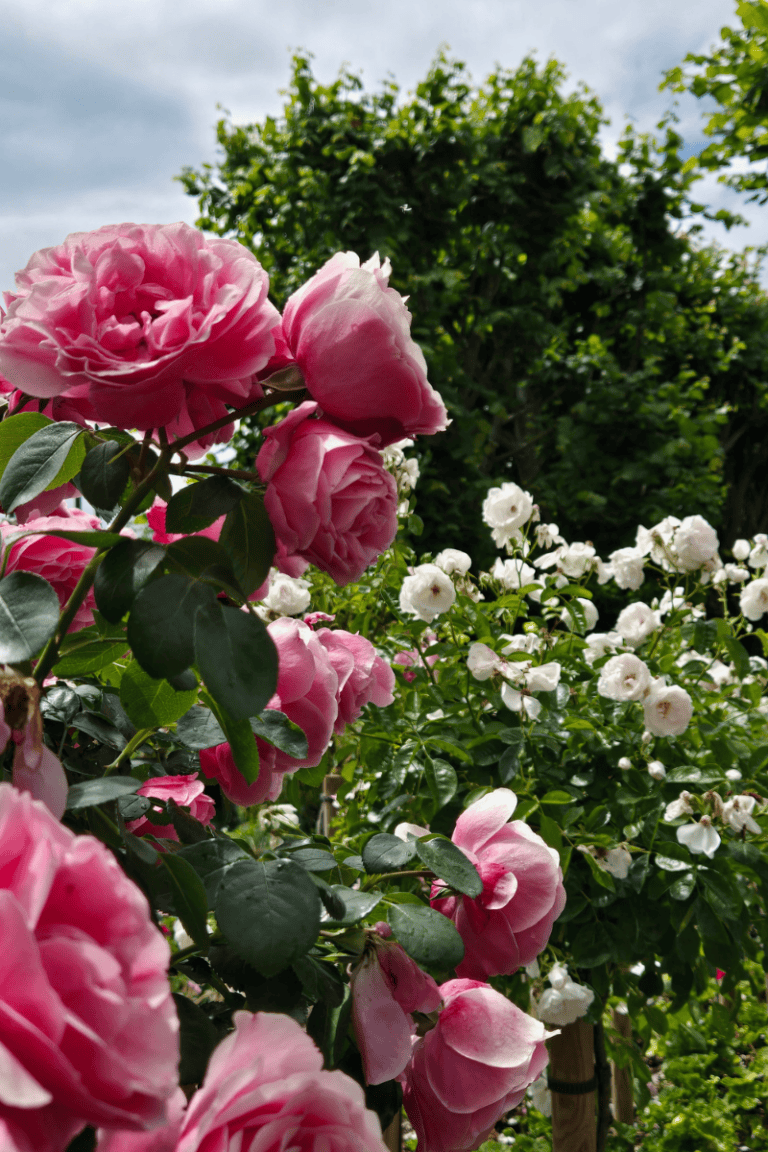 Flowers in the Bible